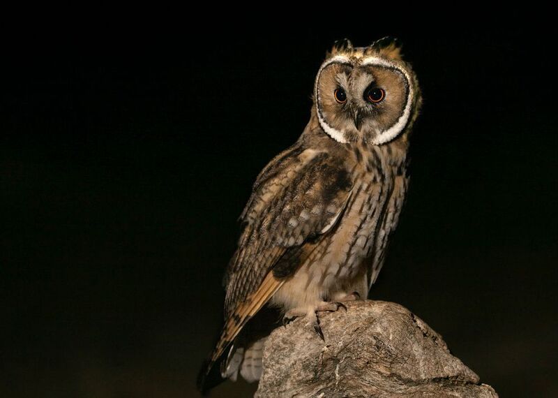 Ушастая сова (Asio otus) фото превью