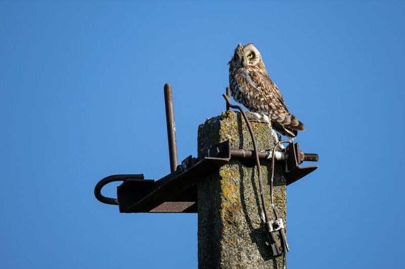 болотная сова, сова, птицы Болотная сова фото превью
