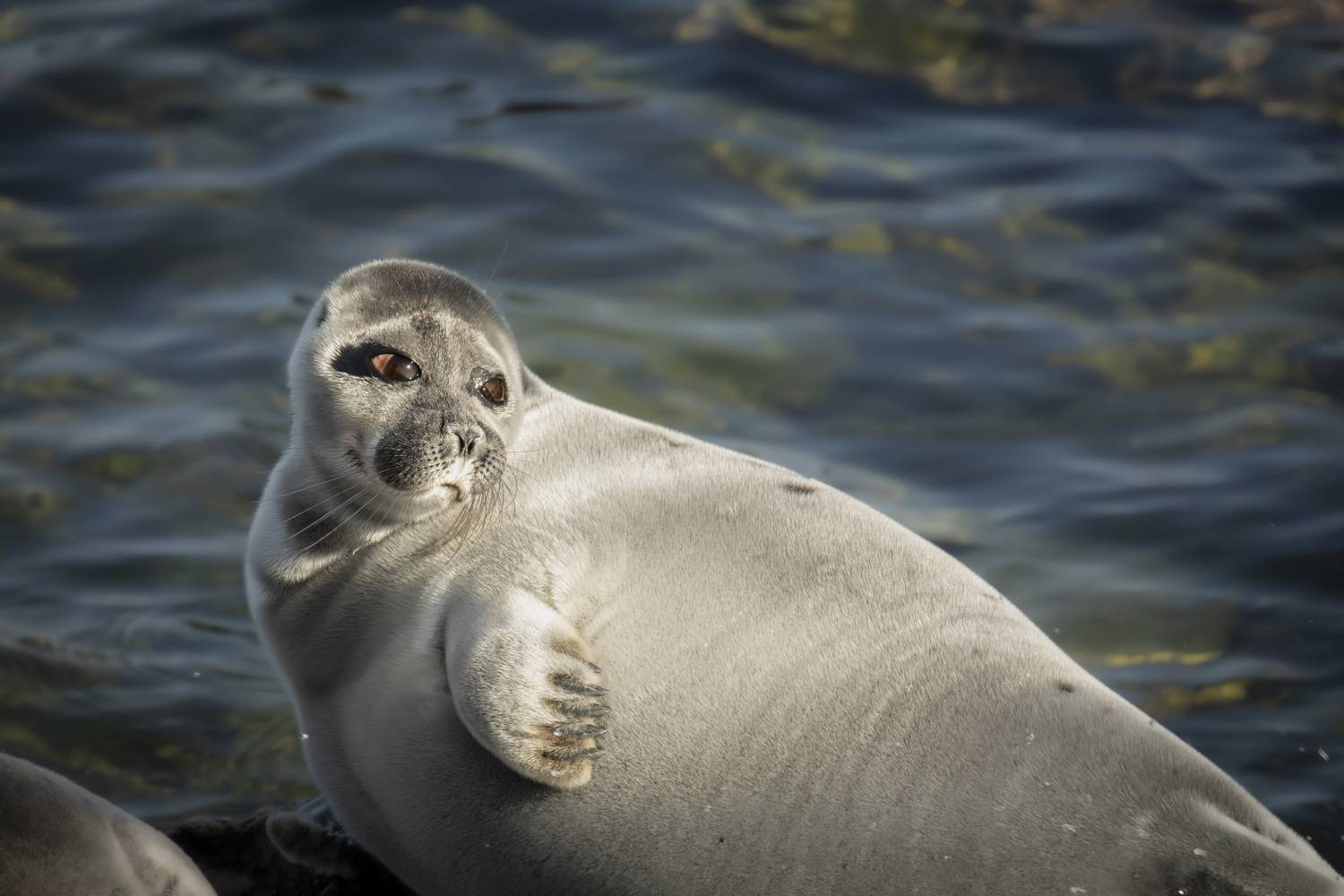 , Лаврентьев Александр