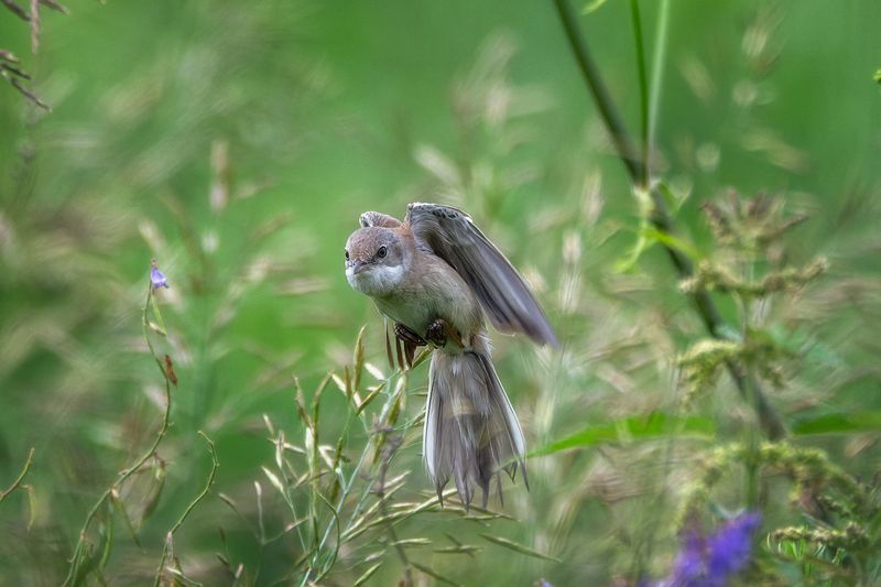 пермский край, птицы, славка, серая славка, фотоохота Серая славка фото превью