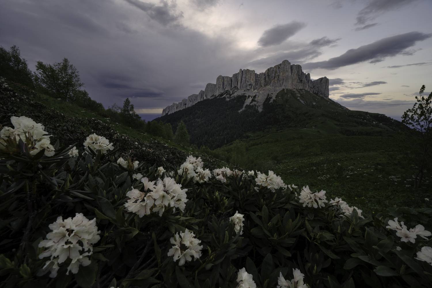 россия, республика адыгея, большой тхач, рододендроны, Гаврилов Юрий