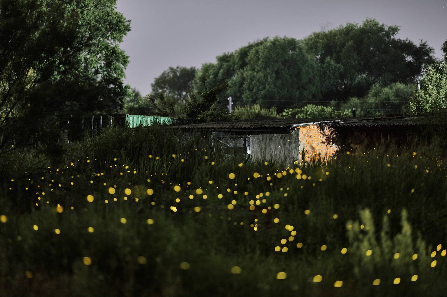 светлячки, длинная выдержка, ночь, ночная фотография, Мороз Олег