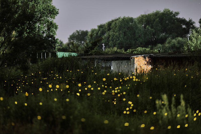 светлячки, длинная выдержка, ночь, ночная фотография Полёт светлячков фото превью