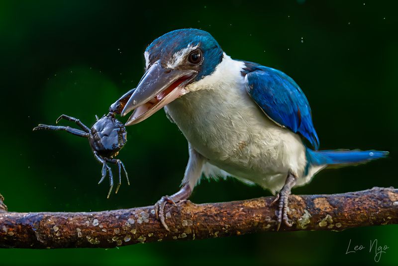 Collared Kingfisher