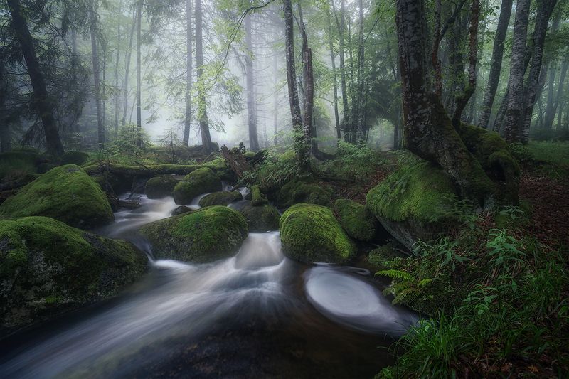 landscape, nature, scenery, forest, wood, mist, misty, fog, foggy, river, longexposure, mountain, rocks, vitosha, bulgaria, туман, лес Forest June Stories / Лесные июньские истории фото превью