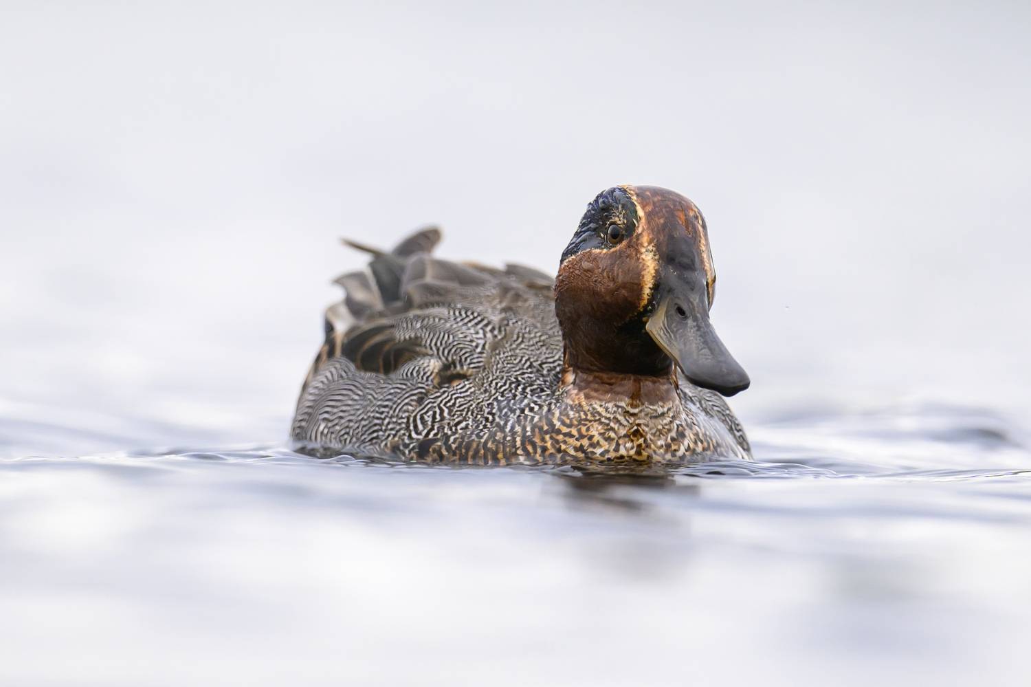 , Пупонин Сергей