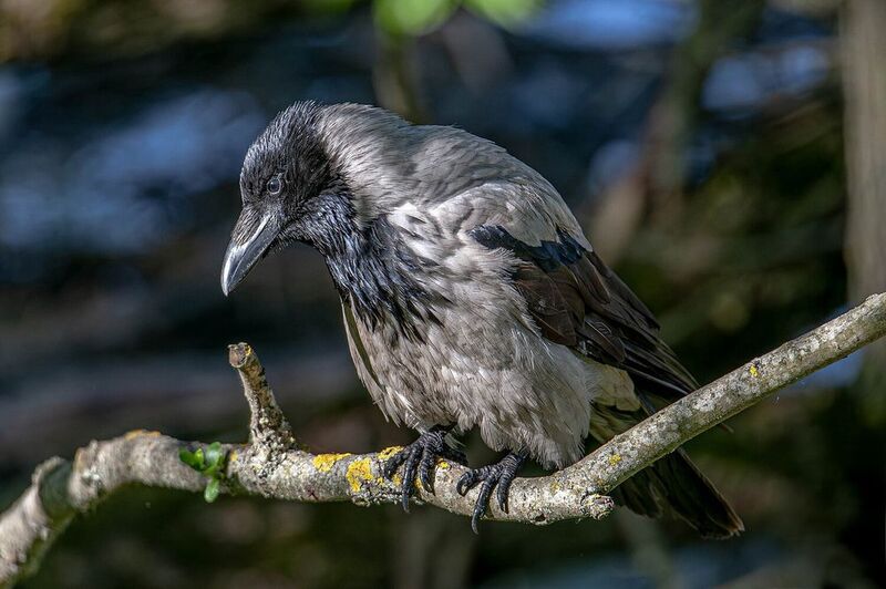 Серая красотка (ворона) фото превью