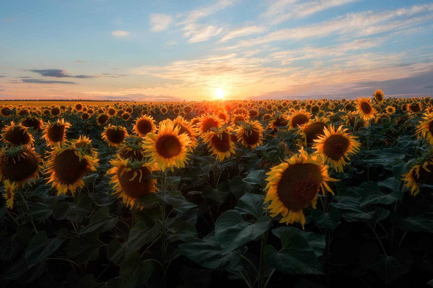 подсолнухи, закат, природа, пейзаж, пастораль, Тульская область, Мартыненко Дмитрий