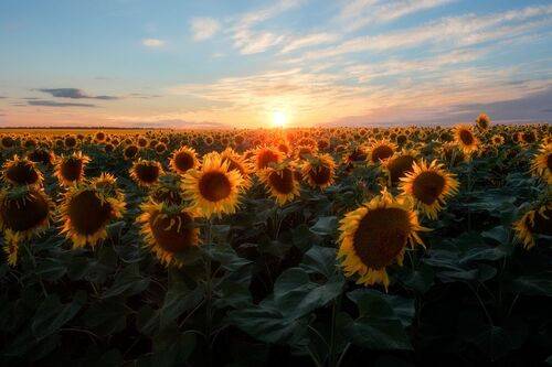 Солнечный цветок