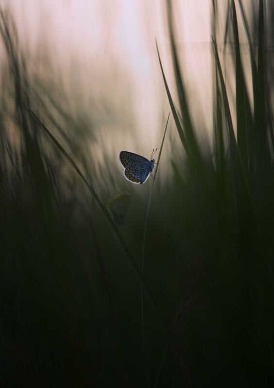 лес, свет, вечер, природа, бабочка *** фото превью