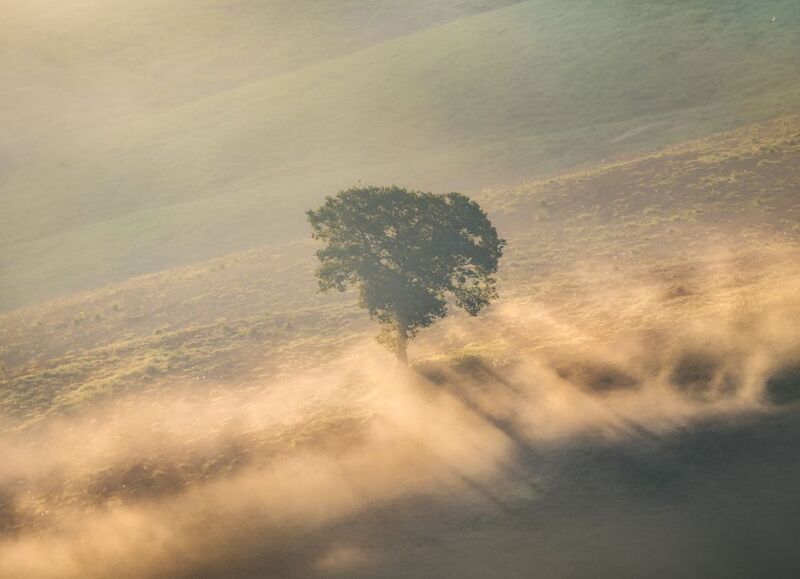 Italy, photography, trip, outdoors, landscape, daytime, fog, sunrise, tuscany Lonely Tree фото превью