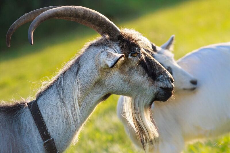 коза, крупный план, домашние, животные,природа, лето,рога,  фото превью