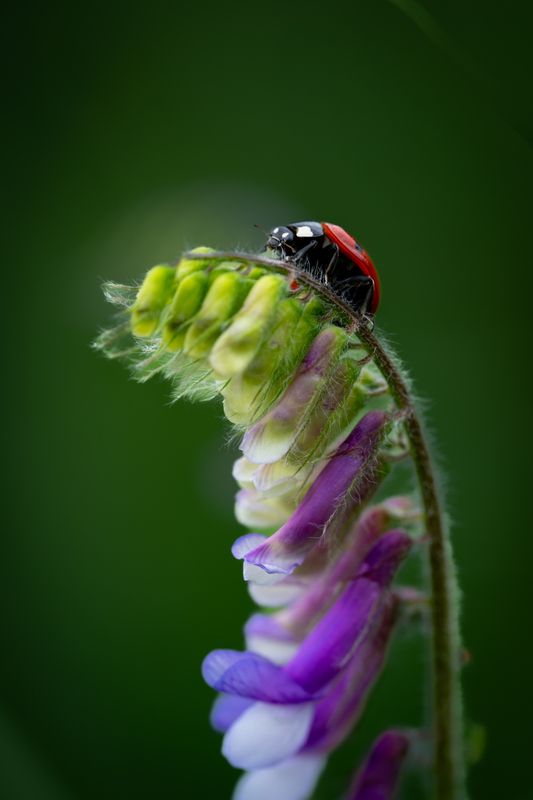 Покорение вершины фото превью