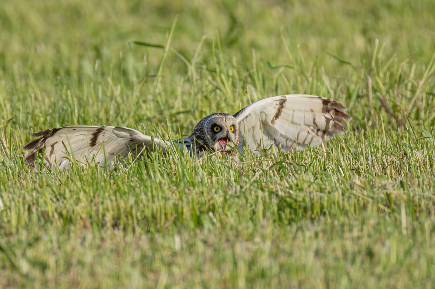 болотная сова, сова, птицы, Руслан Pl