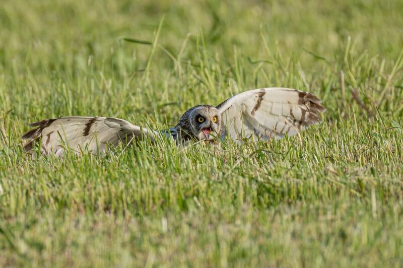 болотная сова, сова, птицы Болотная сова фото превью
