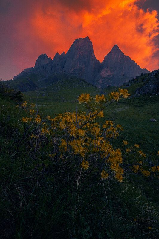 цветы для Цей Лоам фото превью