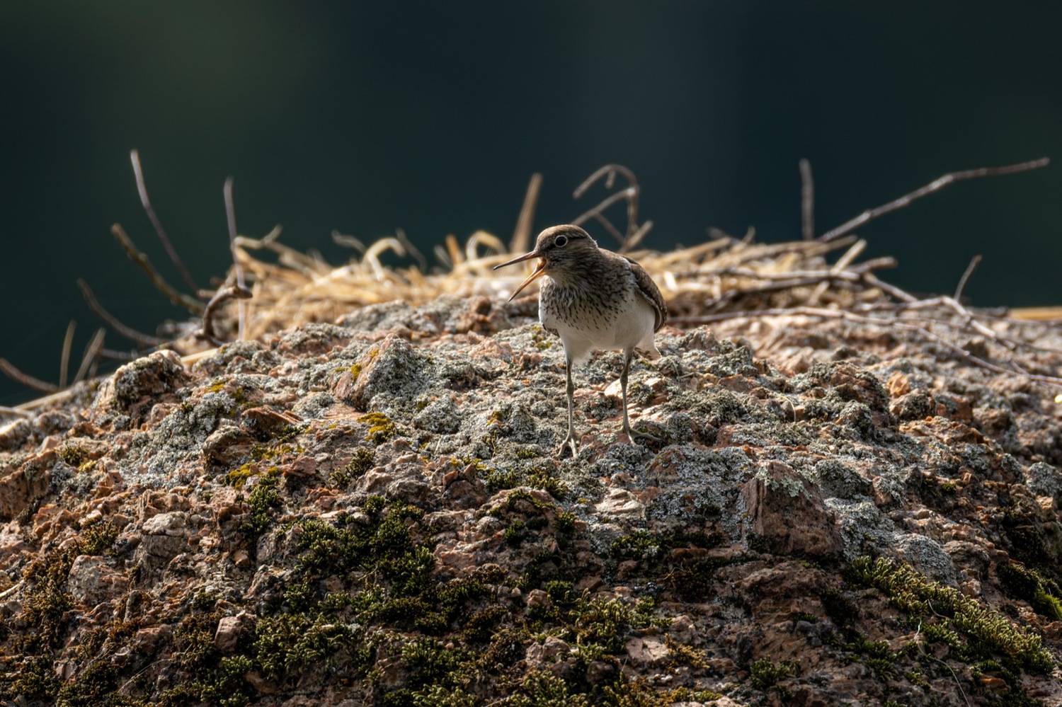 перевозчик, кулик, птицы, Руслан Pl