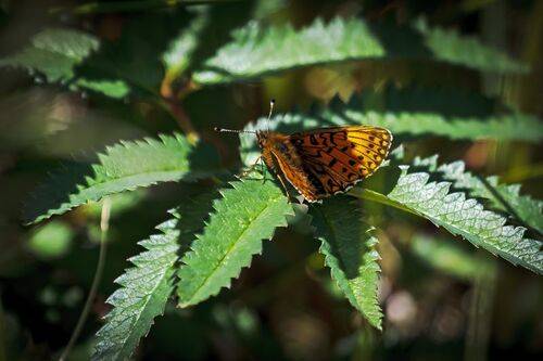 Перламутровка геката на водопое