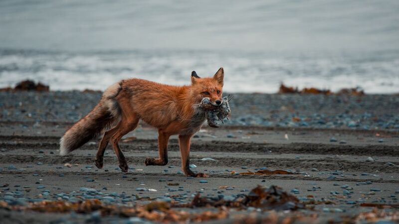 лиса, добыча, рыжая, тиличики, корф, камчатка, canon Охота удалась фото превью
