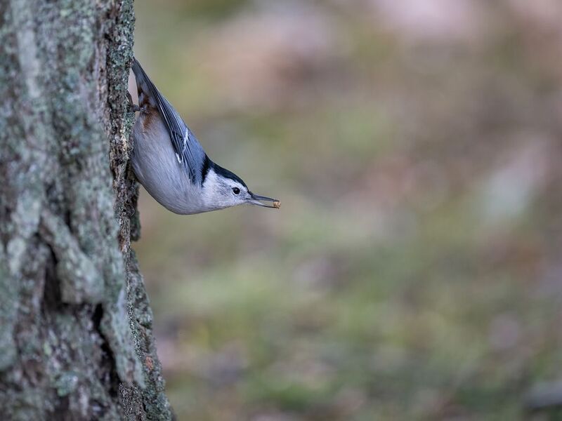 White-breasted Nuthatch фото превью