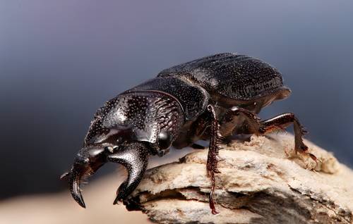 My first insect in 2025 !!