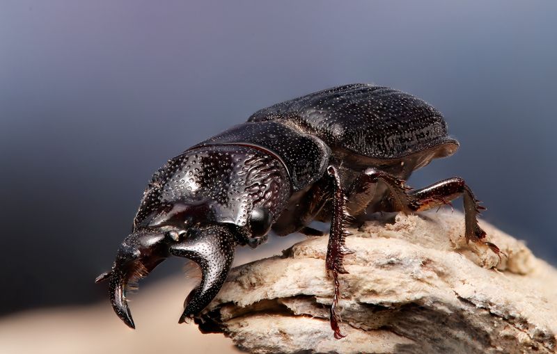 My first insect in 2025 !! фото превью