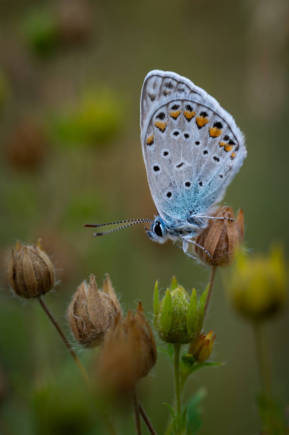 , Referee Дмитрий