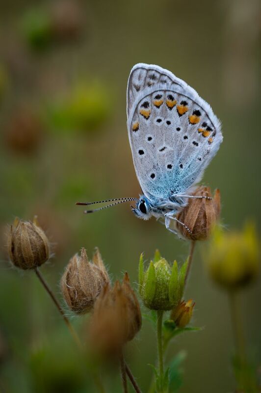 Бабочка-Голубянка фото превью
