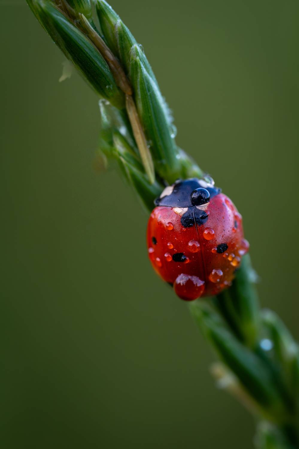 , Referee Дмитрий
