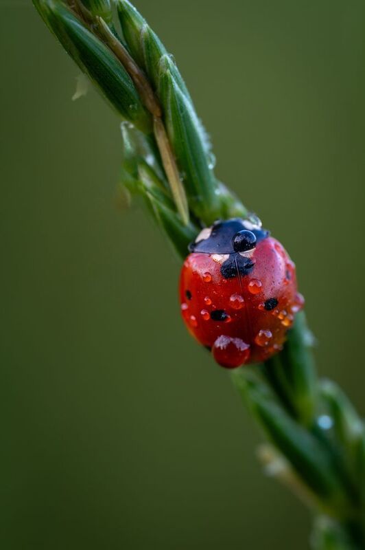 Божья коровка и капельки фото превью