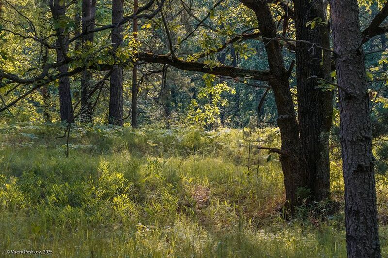 дуб, сосна, лесная река, лесс, лето, мещёра, рязанская область Пейзажи раннего лета фото превью