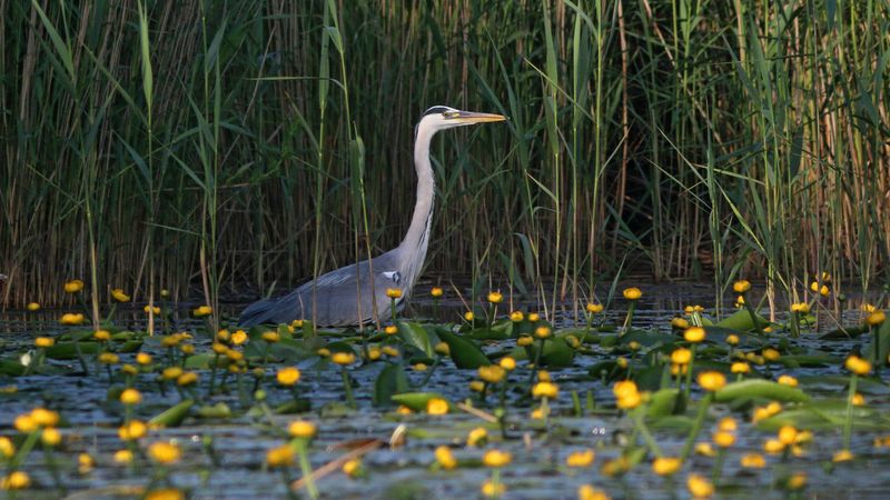 серая цапля,цапля, ardea cinerea, grey heron, heron, куршская коса, куршский залив Цапля и кувшинки фото превью