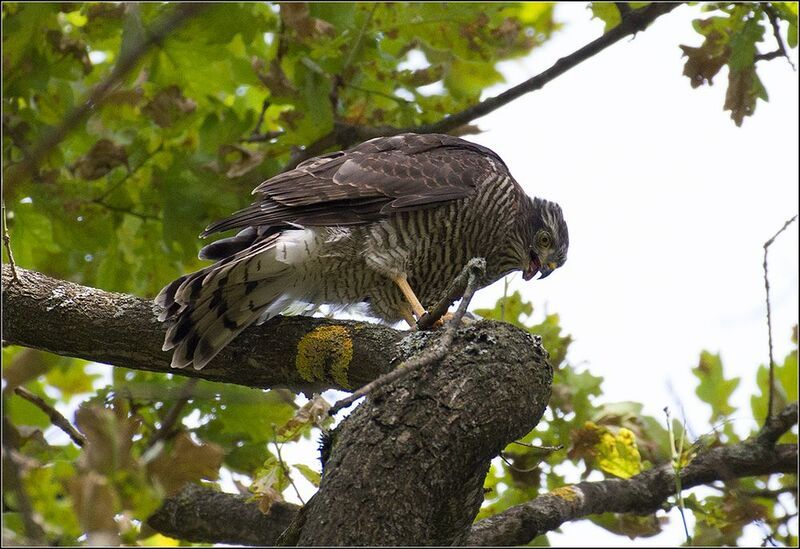 москва, июнь, парк, птица, слёток Перепелятник фото превью