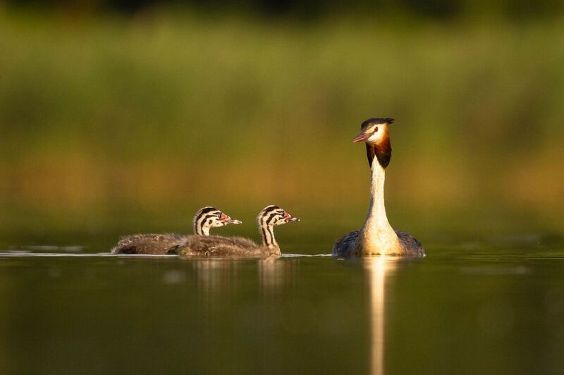 Rodinka фото превью