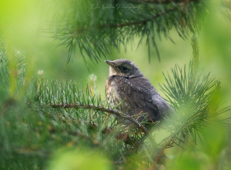 птицы, природа, весна, дрозд, птенец, кологрив, костромская область Дроздёнок фото превью