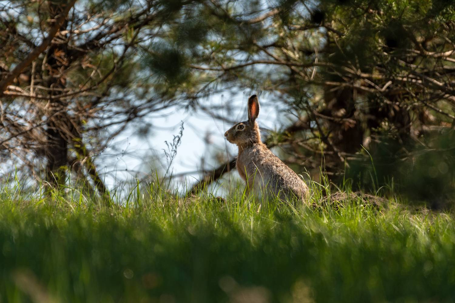 животные,заяц, алексей овчинников