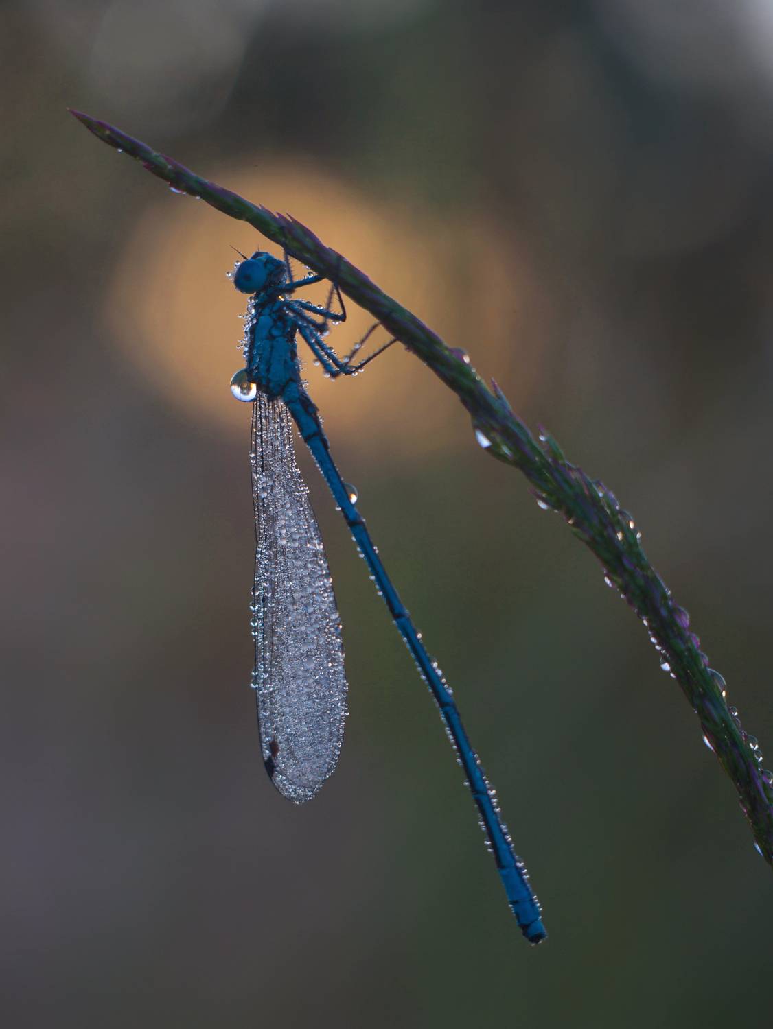 стрекоза, Свистков Александр