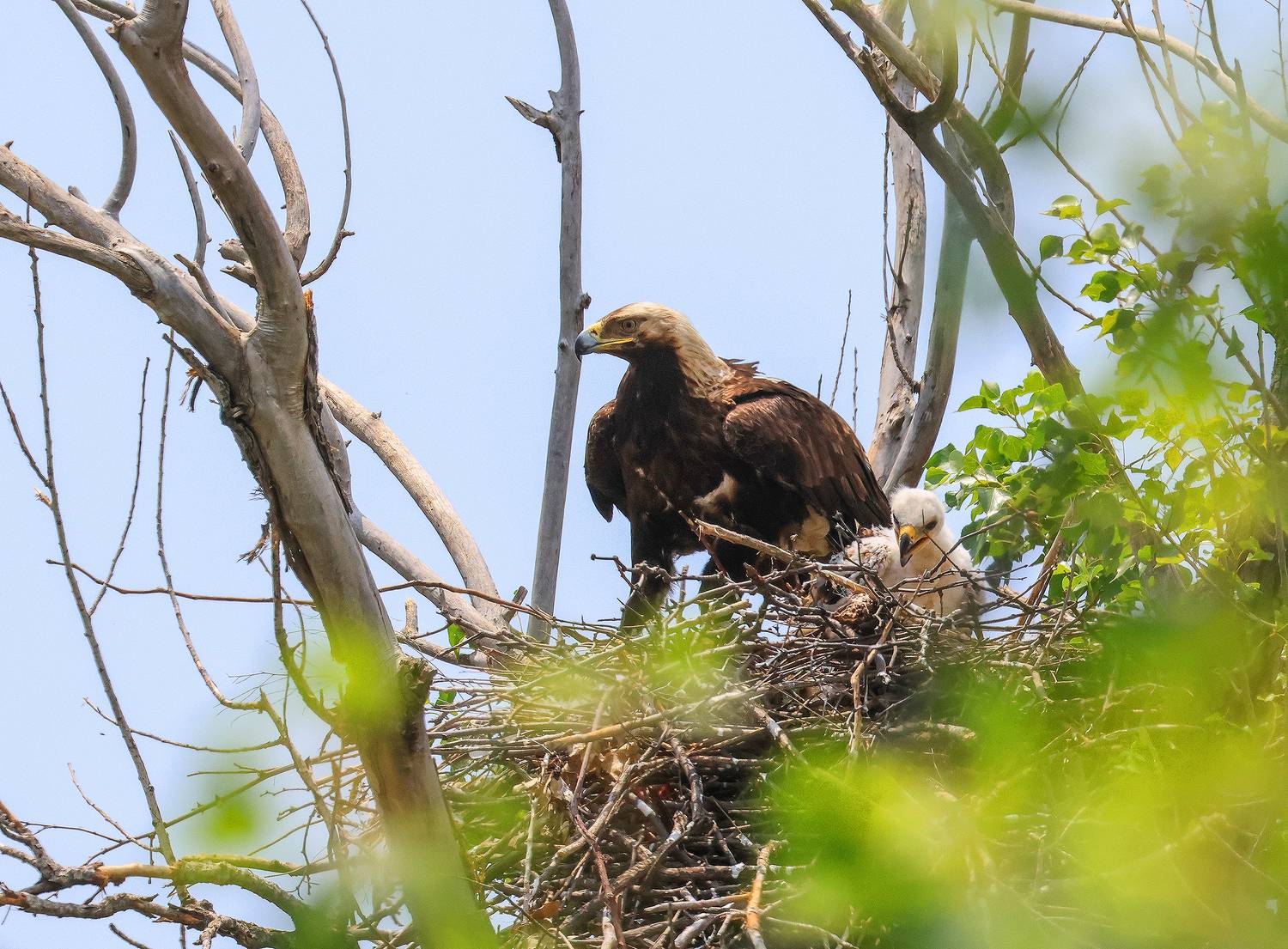 беркут,гнездо беркута,хищные птицы,орлы,птенец беркута,, Magov Marat