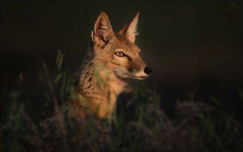 Он слышит степь ..