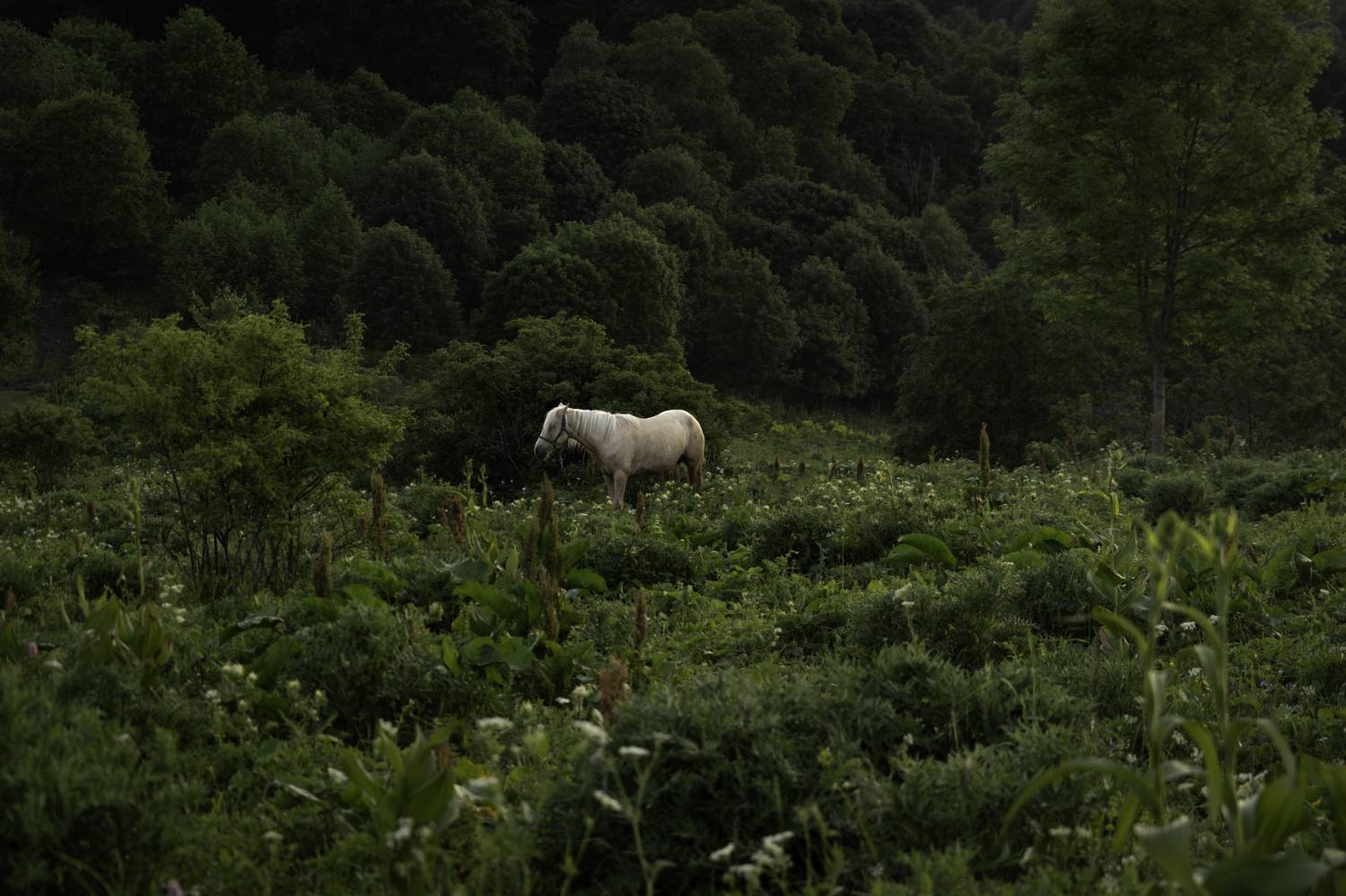 Россия, Краснодарский край, Мостовской район, Бароновы поляны, лошадь, , Гаврилов Юрий