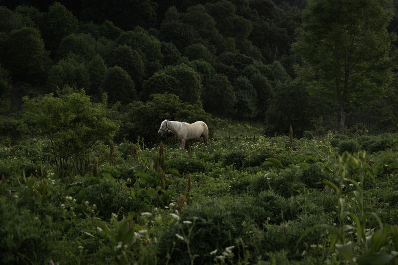 Россия, Краснодарский край, Мостовской район, Бароновы поляны, лошадь,  Ходят кони... фото превью