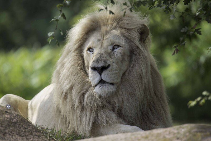 White lion фото превью
