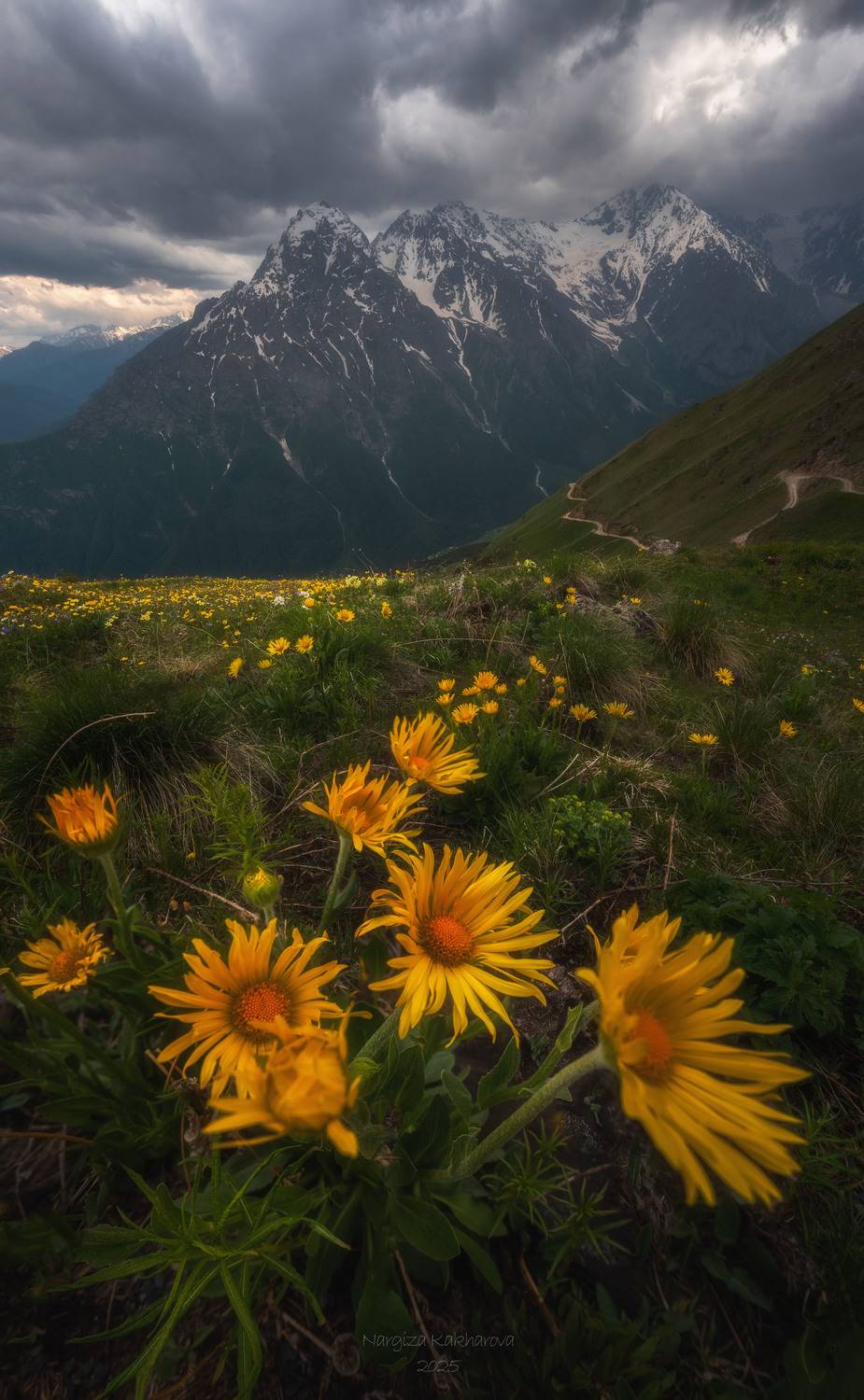 горы, цветы, облака, цей, северная осетия, Nargiza Kakharova