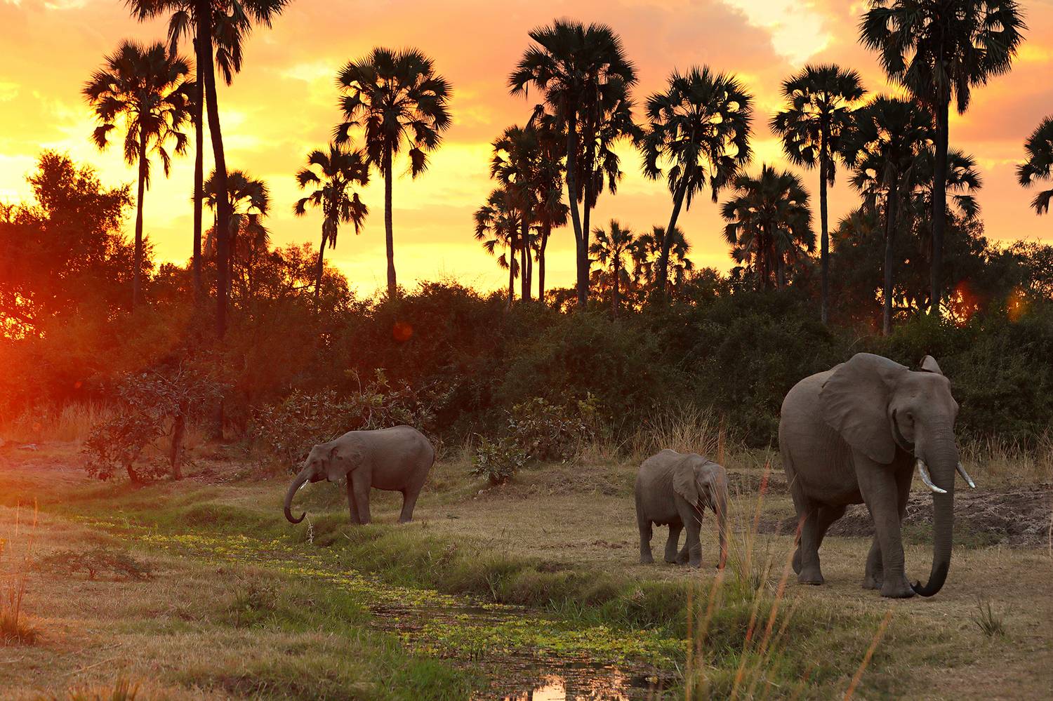 , Худзинская Ирина