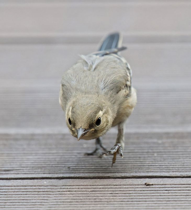 птицы, трясогузка В погоне за мошками фото превью