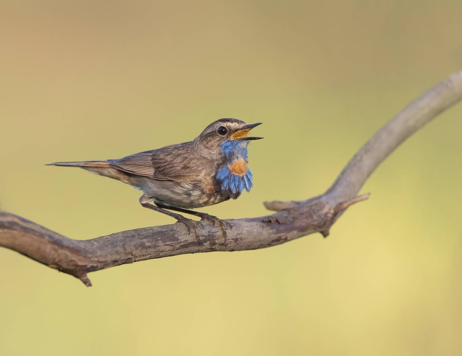 птицы,природа, лето, Андрей Киселёв