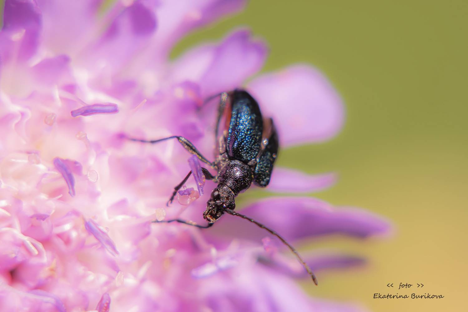 , Бурикова Екатерина