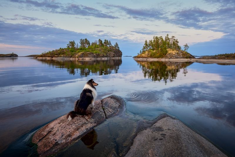 Киты... Собаки...и др... II фото превью