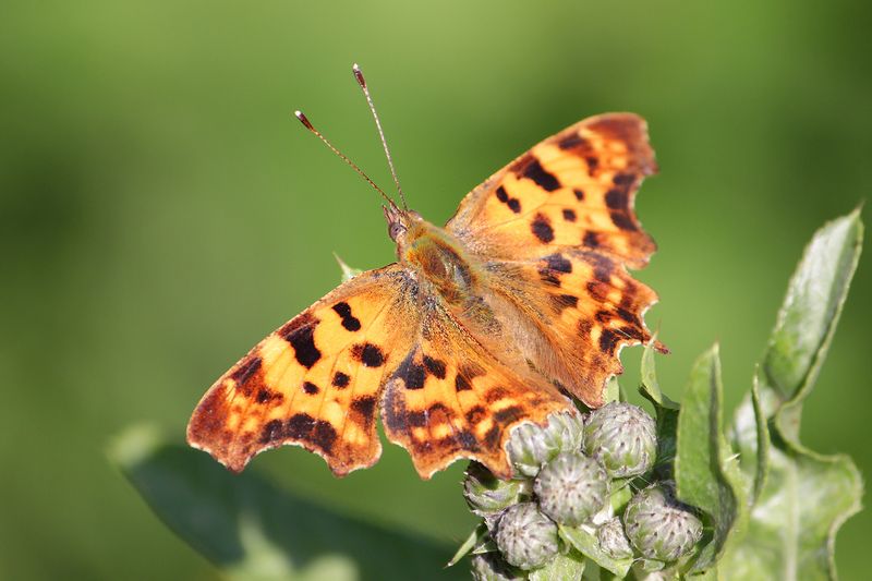 Углокрыльница С-белое фото превью