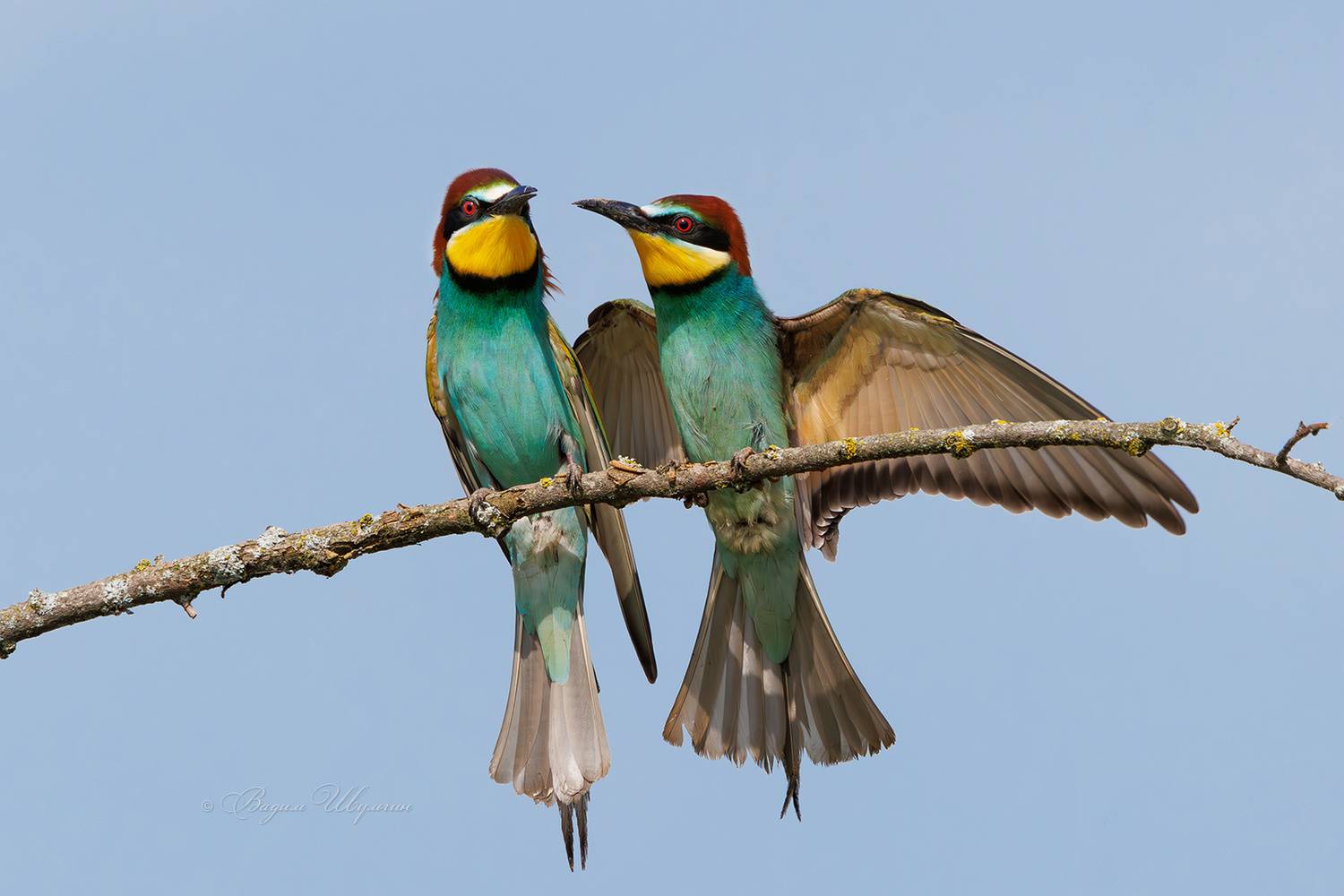 щурка, Шульгин Вадим